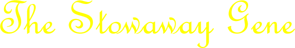 TitleLogoYellow