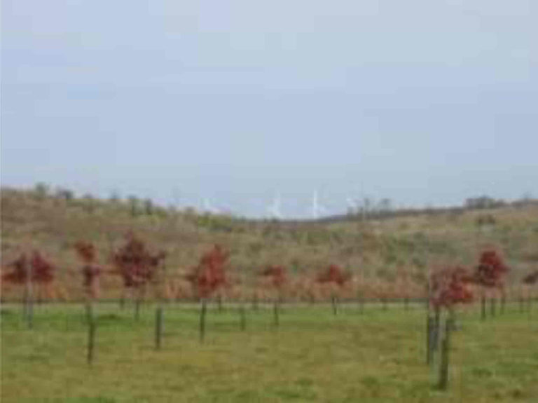 Foreground: memorial grove trees